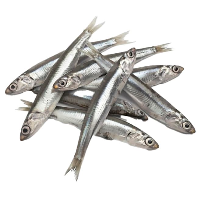 Longoron / boqueron kg