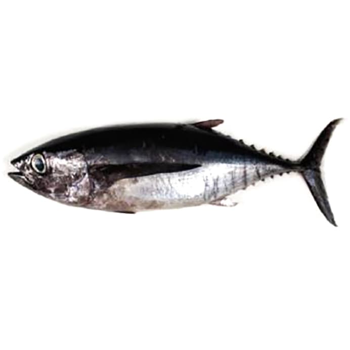 Atún bonito del norte kg