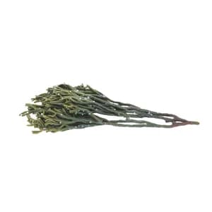ALCAMPO CULTIVAMOS LO BUENO Alga Percebe fresca en sal Bandeja