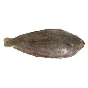 Lenguado cultivo mostrador