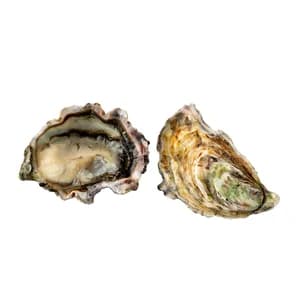 FANGAR Ostra rizada abrefácil 6P X4