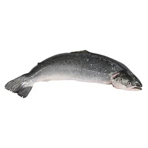 Salmón entero mediano