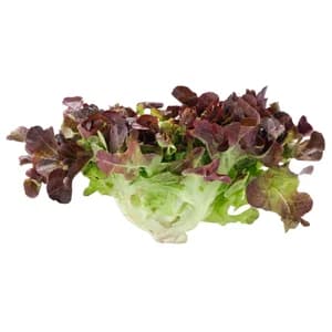 Lechuga hoja de roble roja 1 ud.