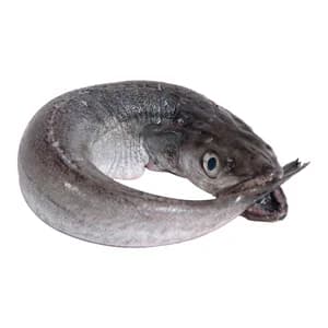 Merluza volanta mostrador.