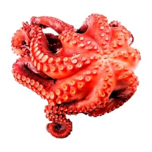 Pulpo cocido pieza.
