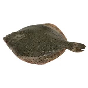 Rodaballo grande mostrador.