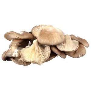 Setas (pleurotus ostreatus) al peso.